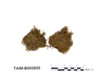 藏品(同葉苔屬)的圖片